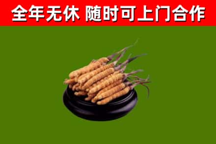 瓮安县回收散虫草